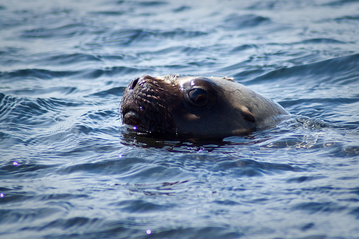 Sea lion in March 2009.