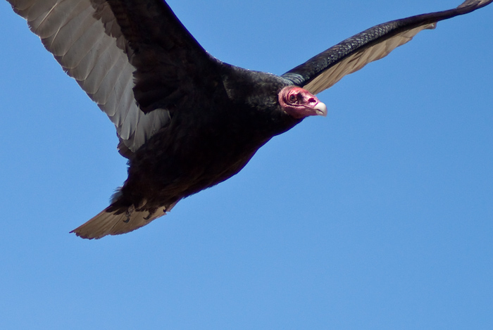 Turkey Vulture in December 2009.