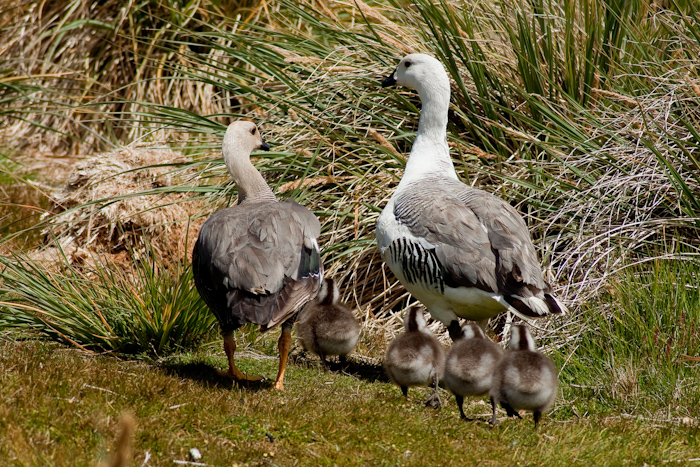 A different goose family in late December 2009.
