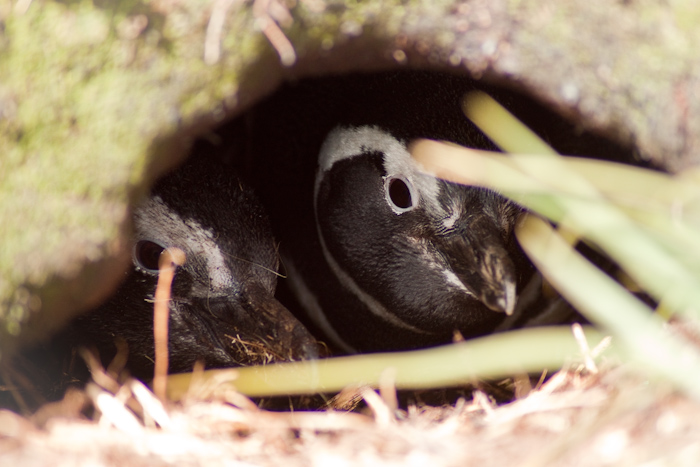 Magellanic Penguins in a burrow, early December 2009.