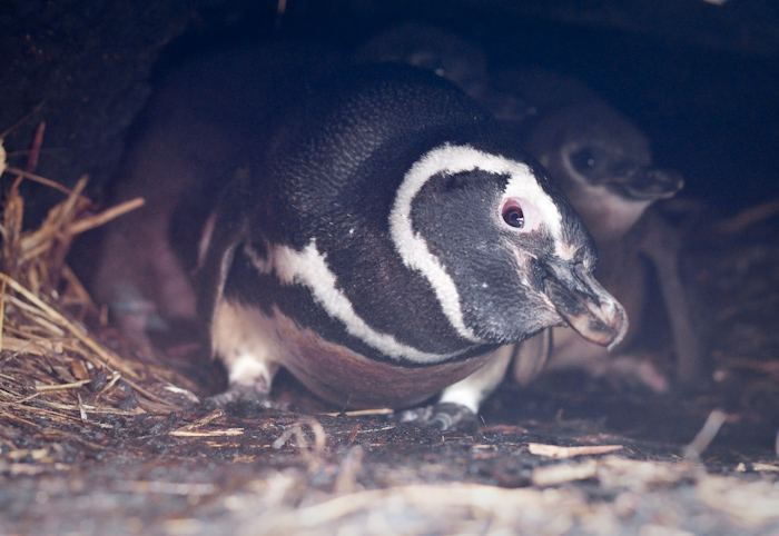 Magellanic Penguin in a burrow with chicks, late December 2009.