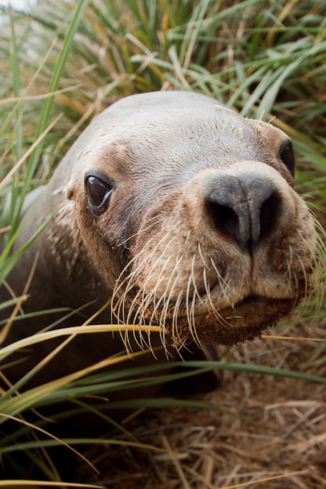 The same Sea Lion in December 2009.