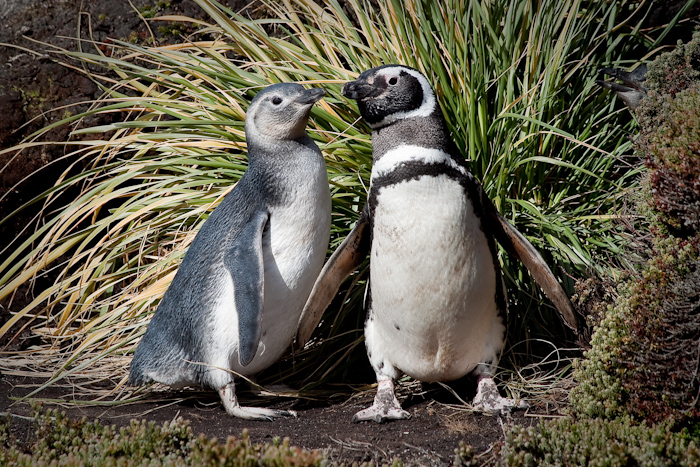 Magellanic Penguin with adolescent offspring, February 2010.