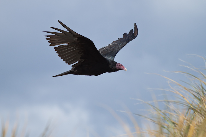 Turkey Vulture in February 2010.