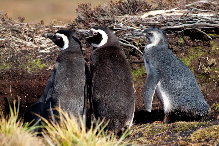 Magellanic Penguins with adolescent offspring, February 2010.