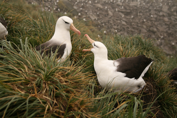 Albatrosses at West Point (2007).