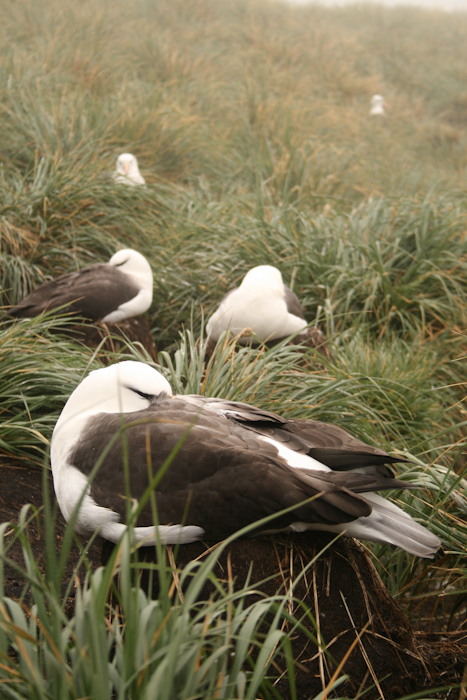 Albatrosses at West Point (2007).