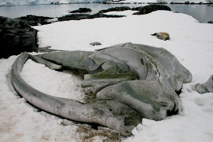 Whale skull at an old whaling station. In the background is a Leopard Seal (2007).