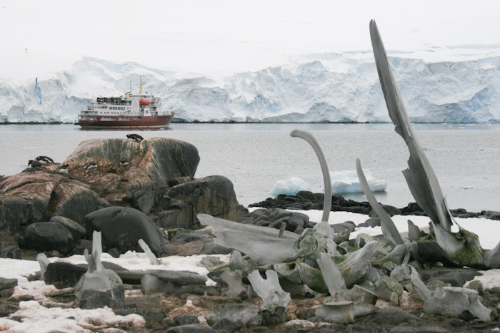 More whale bones and a research ship (2007).