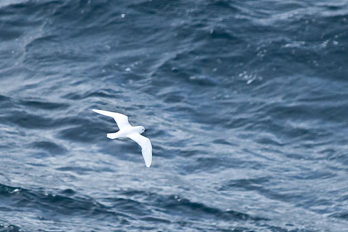 Snowy Petrel, the bird with the southernmost breeding area.