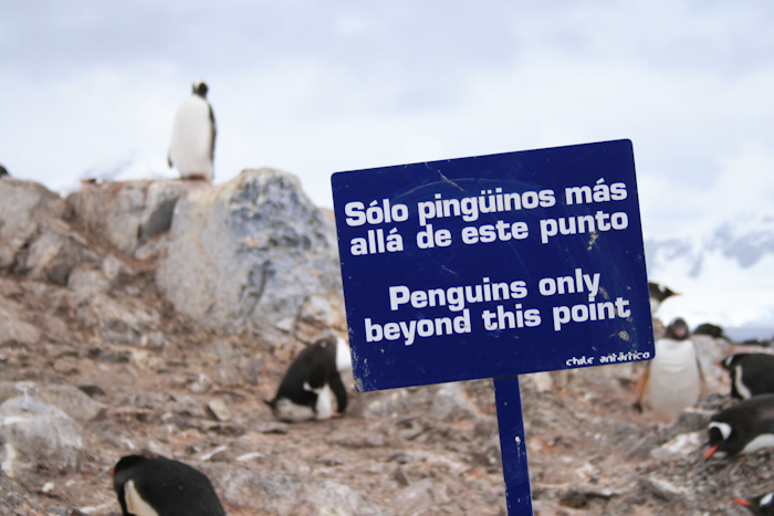 No humans beyond this point. In Antarctica, penguins have the right of way (2007).