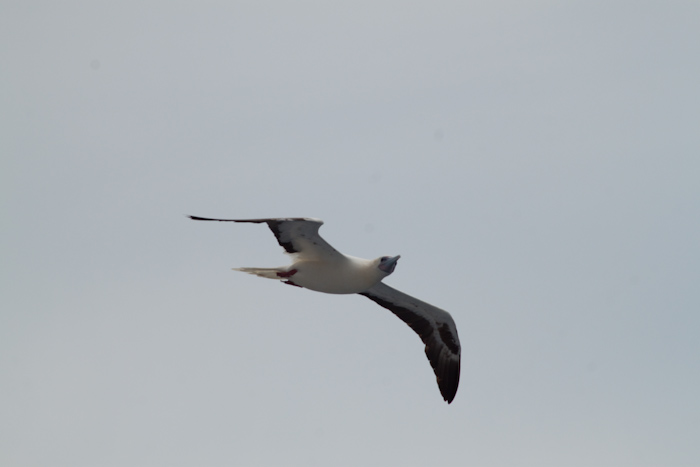 The seabirds snatched flying fish out of the air.