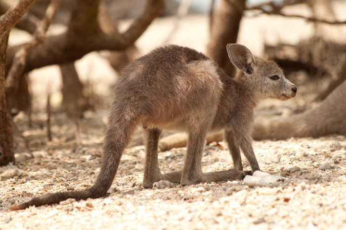 A young wallaby.