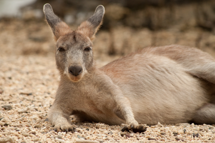 A wallaby relaxing.