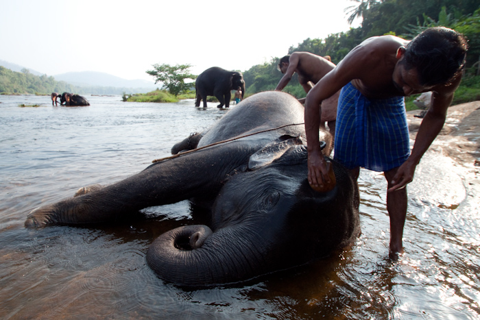 Scrubbing elephants in the river.