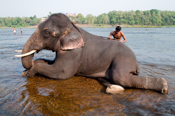 The elephants seemed to love the daily wash and play in the river.