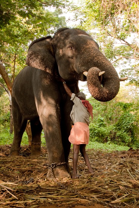 Chained elephant.