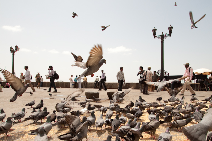 Next bad turn: the taxi driver wanted me to have my photo taken. Look at this photo below. You might think this is a photo of pigeons. It is, in fact, a picture of men carrying digital cameras and portable printers slung over their shoulders. Look closely. I can count seven.