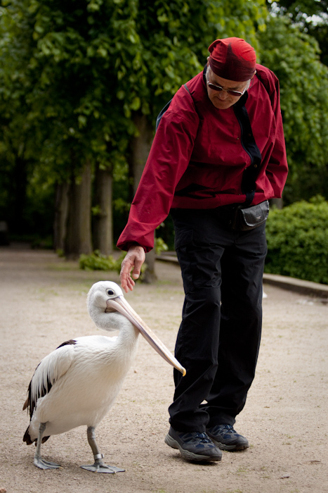 My dad with a pelican.