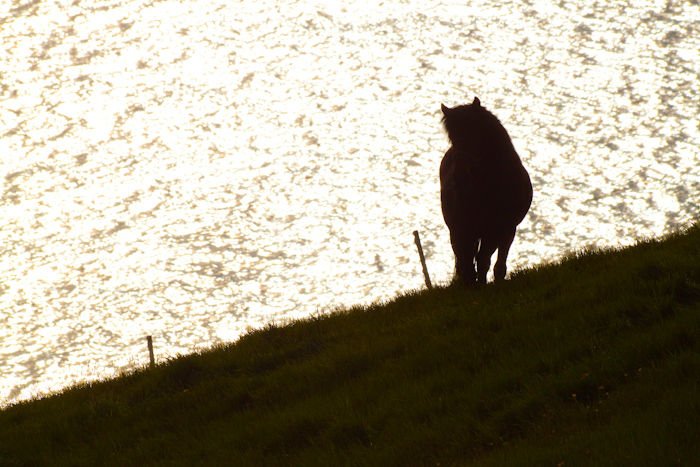 A silhouette of a horse.