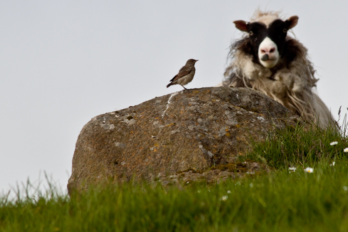 A bird and a sheep. Not a good photo, but funny.