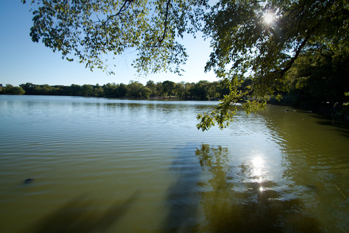 I hung out in Prospect Park on Wednesday afternoon, reading a book. This lake has many turtles.
