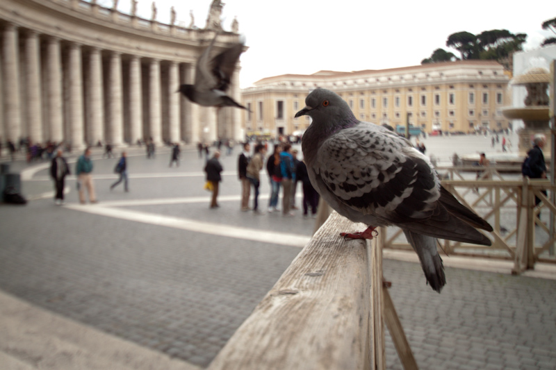 Pigeons in the Vatican.