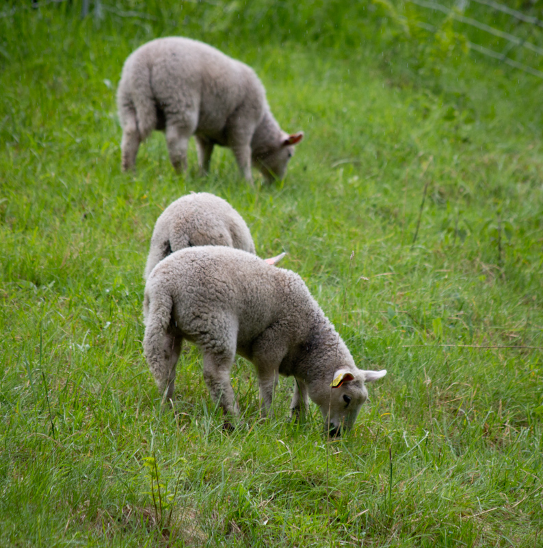 Sheep in the rain: no description