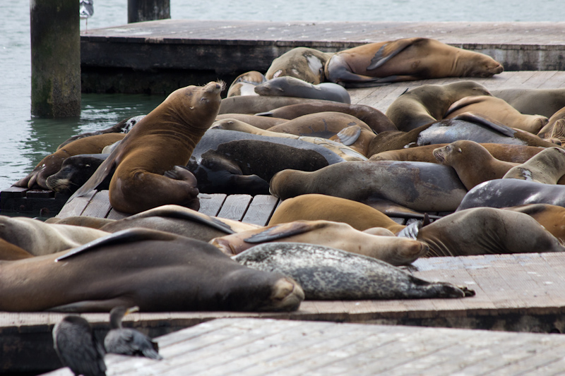 Sea lions at Pier 39.