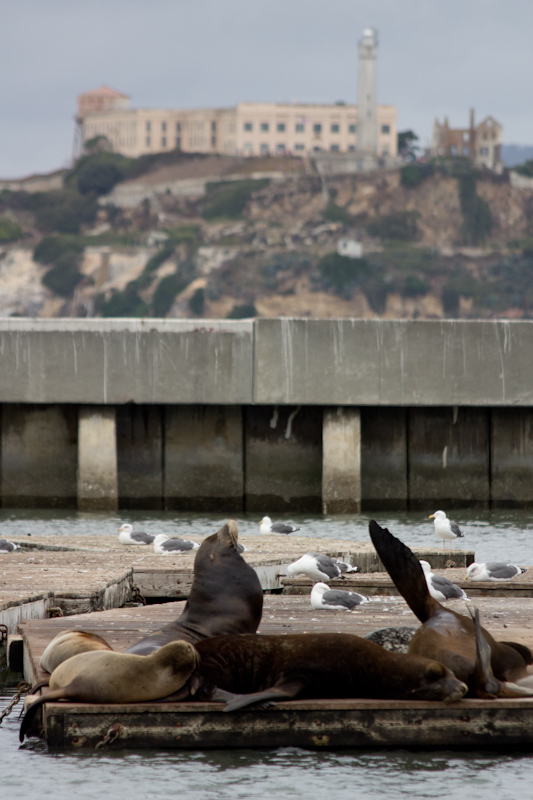 Sea lions and Alcatraz.