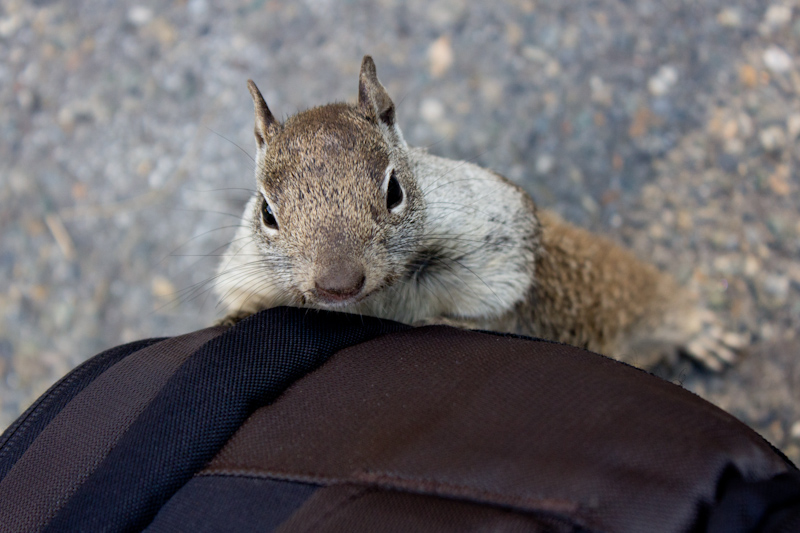 Squirrels everywhere, including on my camera bag!