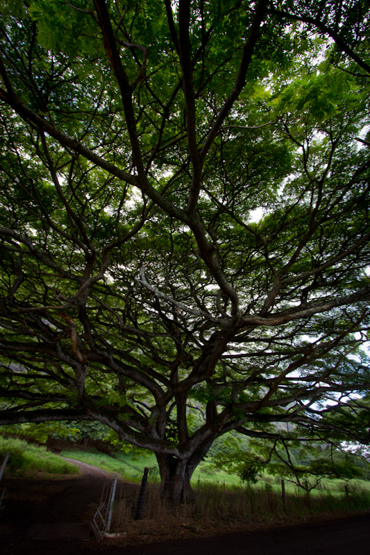 Hawaii on the Zaandam: Stopped to take photos of trees.