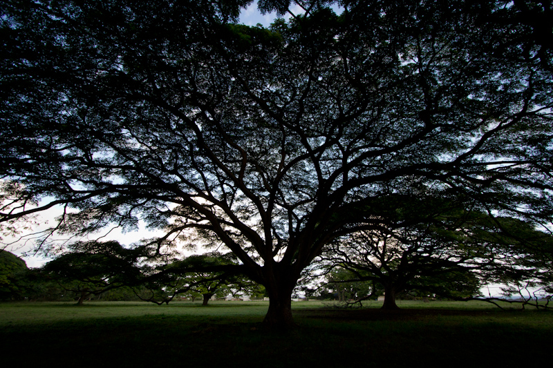 Hawaii on the Zaandam: Another tree.