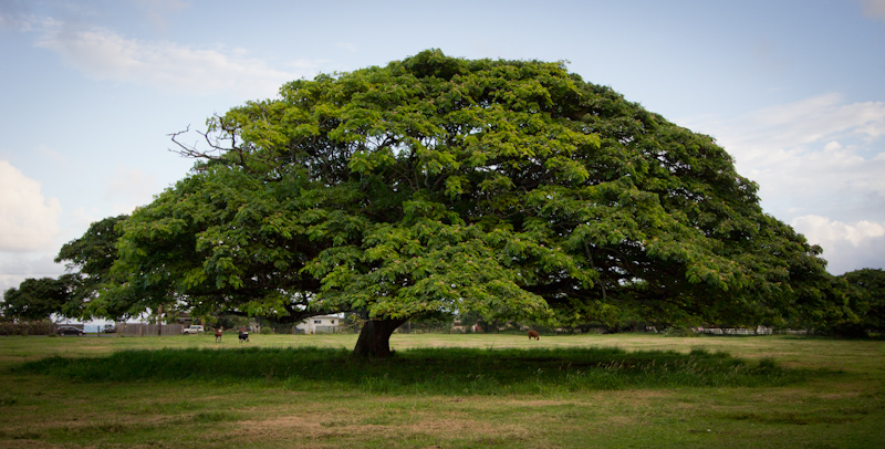 Hawaii on the Zaandam: Another tree.