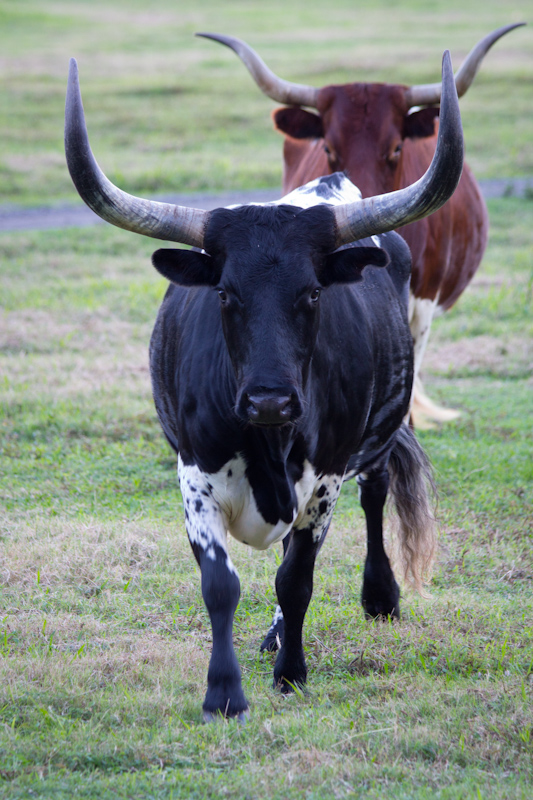 Hawaii on the Zaandam: While filming myself juggling, these two fellas started trotting towards me. I took this photo after I'd got myself behind a fence.