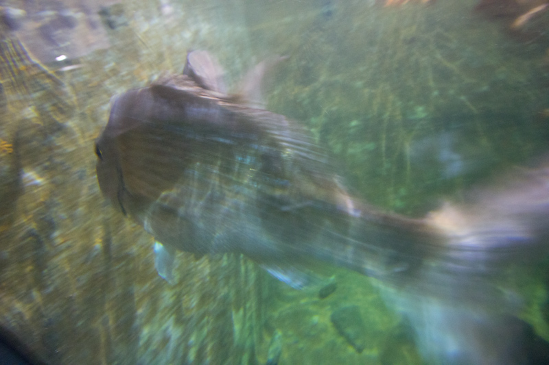 New Zealand: Picton aquarium