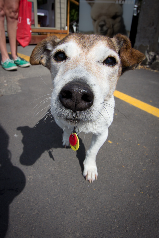 New Zealand: Dog.