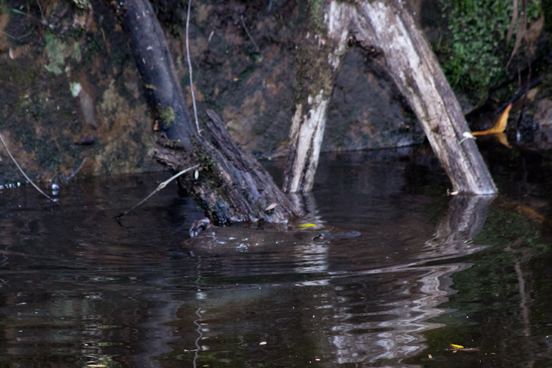 Burnie, Tasmania: A platypus! I tried taking a good photo, but this was the best I could do.