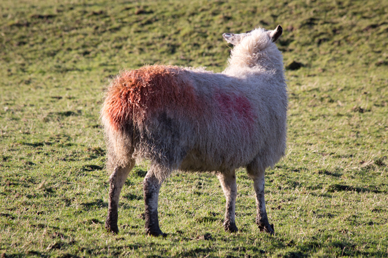 UK trip - January 2012: Sheep!