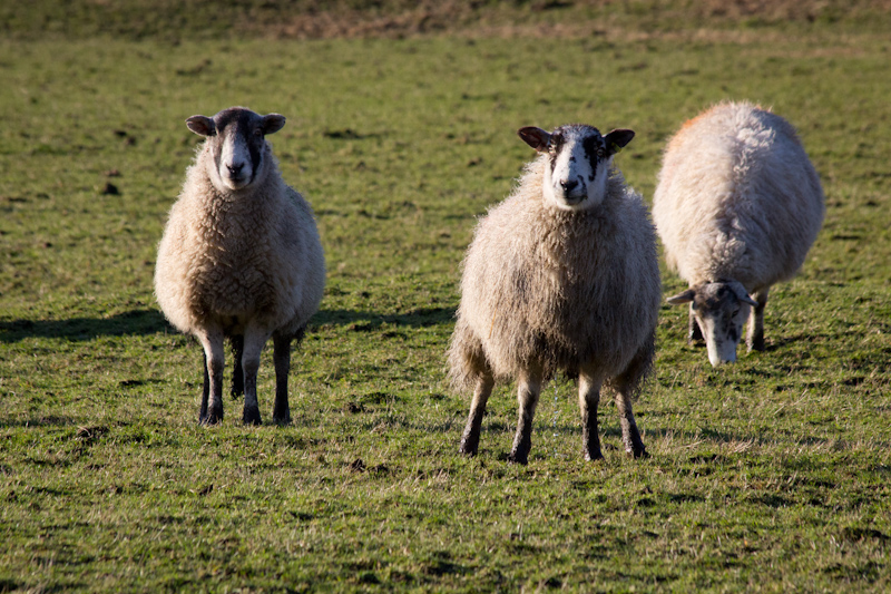 UK trip - January 2012: More sheep!