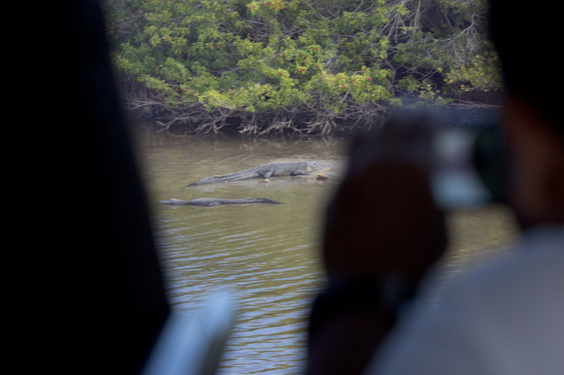 Kennedy Space Center: Alligators!