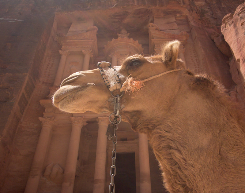 Petra, Jordan: The Treasury and a camel.