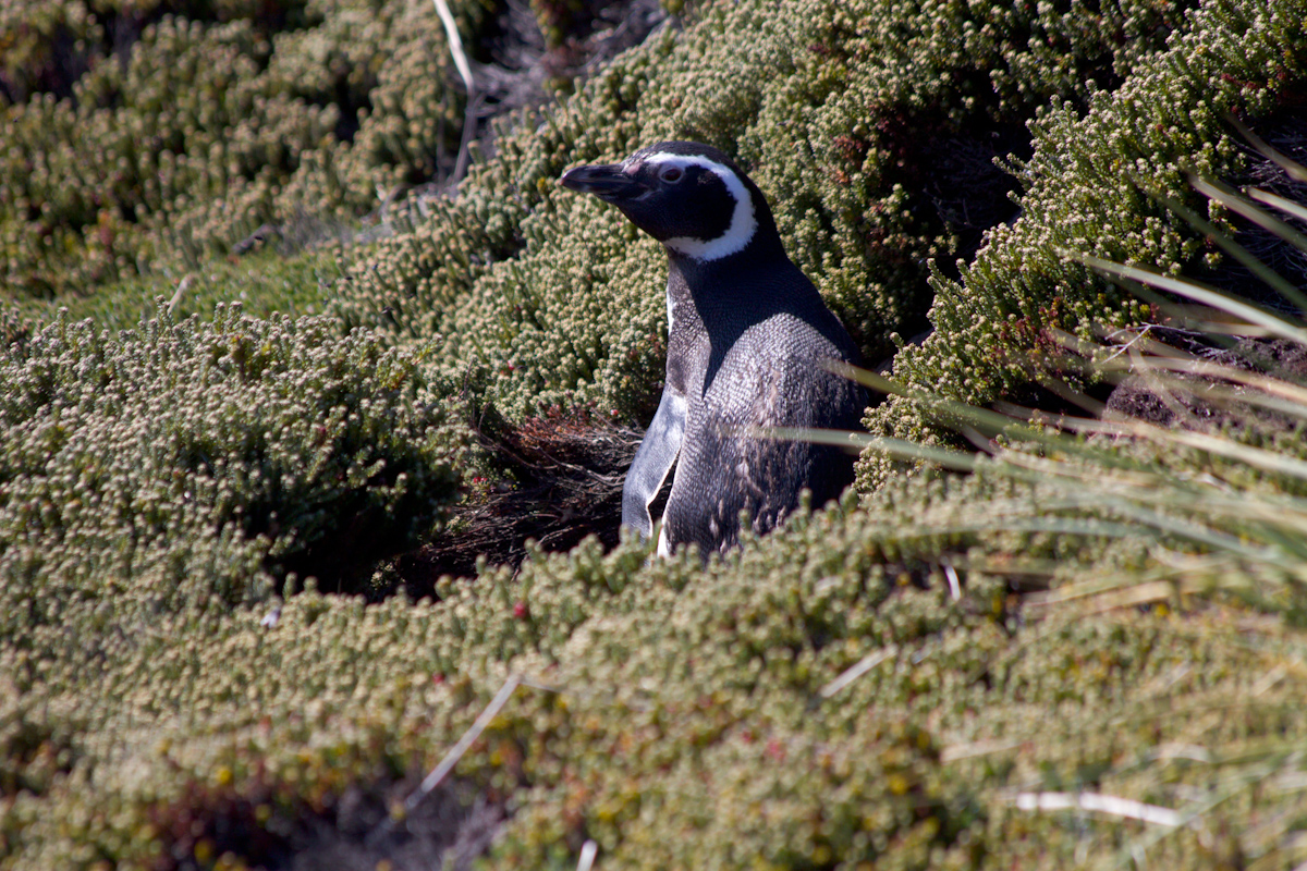 January 2016 Antarctica and Falklands: Port Stanley, Falklands