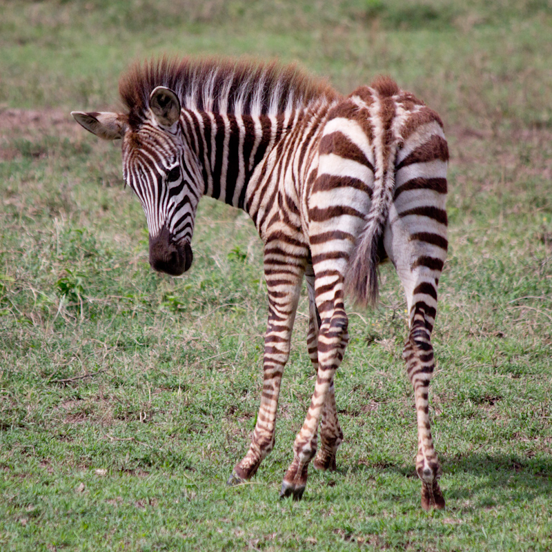 Young Zebras