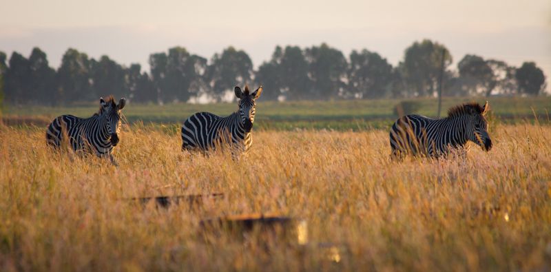 Zebras in Zambia: One campsite in Zambia was next to a wildlife park. In the evening Juliane and I set out to find some animals, and we spotted some gazelles and giraffe and zebras. The next morning I got up before sunrise to hunt animals by myself. I tracked four zebras to a large field, and took photos as they walked around in the morning sunlight.