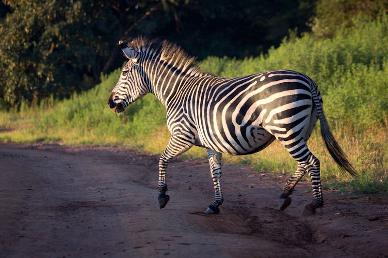 Zebras in Zambia: If you look at most published wildlife photos, you'll see they are taken either as the sun rises or sets. The low, warm light makes for the most beautiful and defined images.