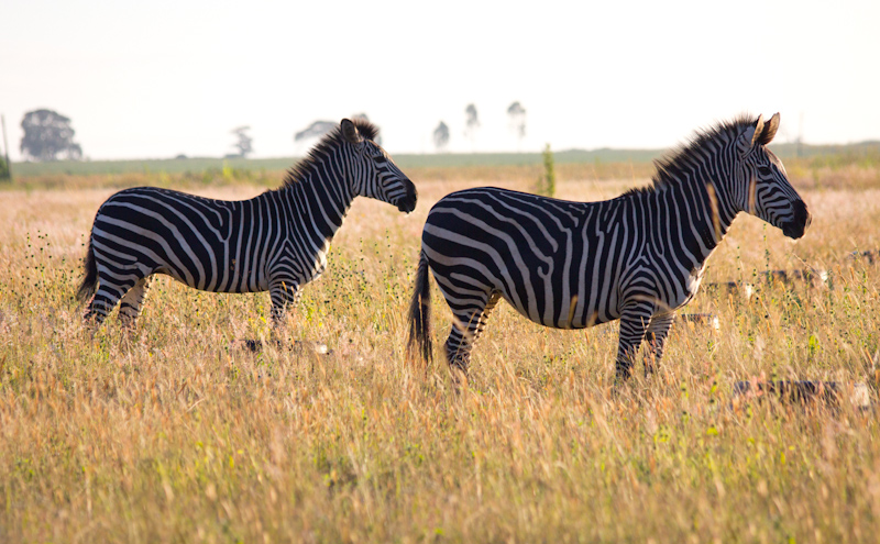 Zebras in Zambia: The entire field was strewn with tires for reasons I can't even guess, but I tried to minimize them in the photos. I also found it tricky to exclude fences and buildings from the frame, but it's worth it to make the photos look more 