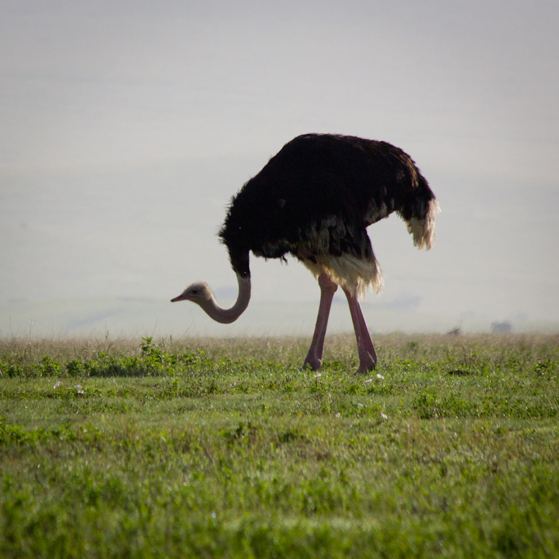 Ostrich: I spotted a number of ostriches in the Serengeti, but the capital of ostriches is the Ngorongoro crater.
