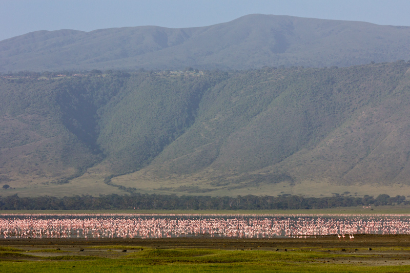 Flamingos in the Ngorongoro Crater: Once there was a volcano the size of Kilimanjaro, but it collapsed in on itself. Now it's known as the Ngorongoro Crater. It is a self contained biosphere. Water comes from springs around the sides and flows into a saltwater lake in the center. Due to the constant supply of water, animals stay there all year round. Birds use it as a migration stopover point.