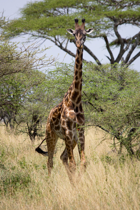 Giraffes: As it happened, I never got sick of seeing giraffes, nor with taking photos of them.